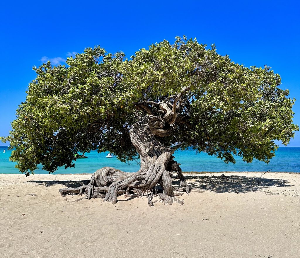 Aruba is een van de 4 landen binnen het Koninkrijk der Nederlanden