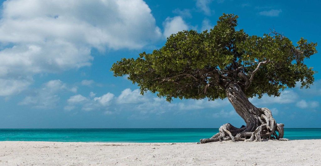 een boom op Aruba