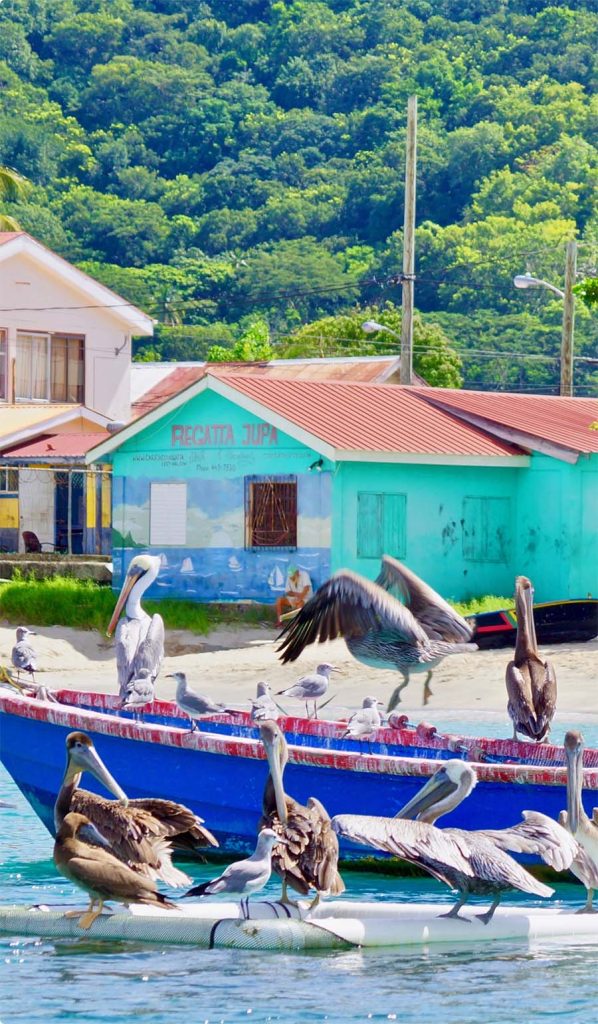 Pelikanen op bootje in Carriacou