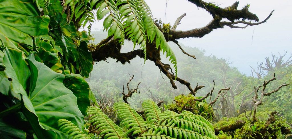 Eiland Saba 10 dingen om te doen tropisch regenwoud