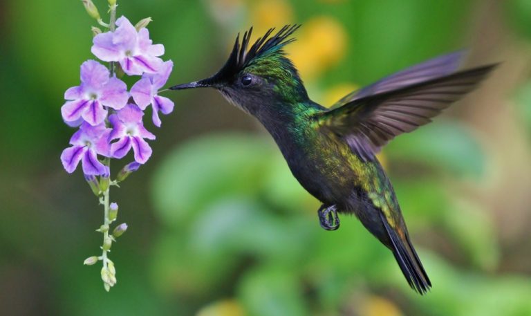 Saba eiland 10 dingen om te doen bird spotting kolibrie Antillean Crested Hummingbird