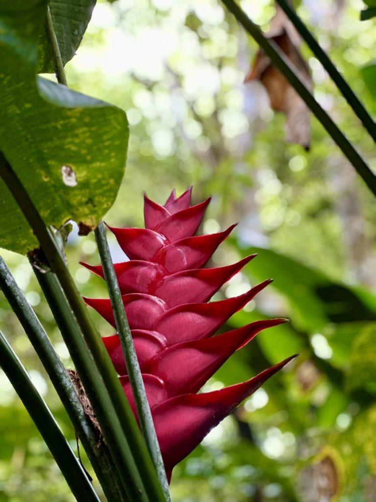 Saba eiland 10 dingen om te doen tropische bloem