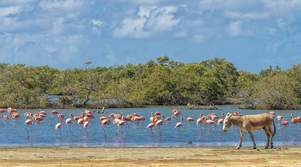 Baytravel reisbestemming Bonaire
