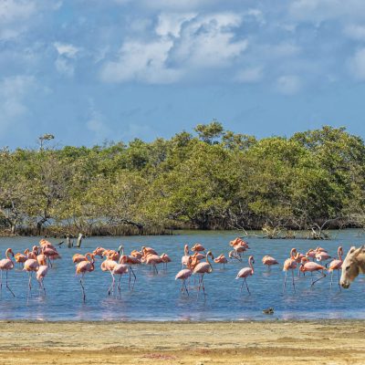 Bonaire vakantie ruige natuur met cactussen en wildlife zoals Caribische flamingo's en ezels