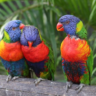 Guadeloupe Basse-Terre Deshaies Regenbooglori Jardin Botanique de Deshaies vogel