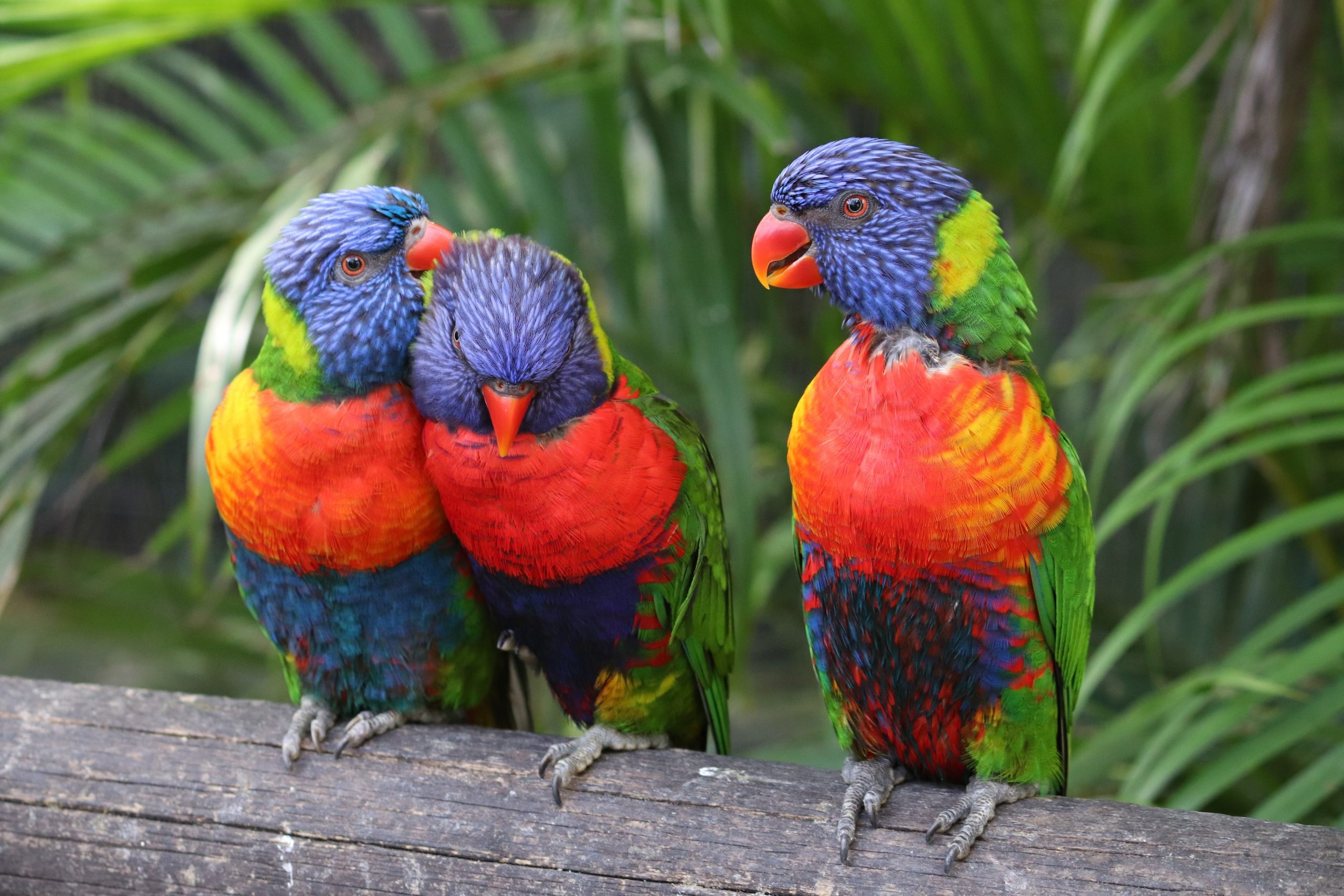 Guadeloupe Basse-Terre Deshaies Regenbooglori Jardin Botanique de Deshaies vogel