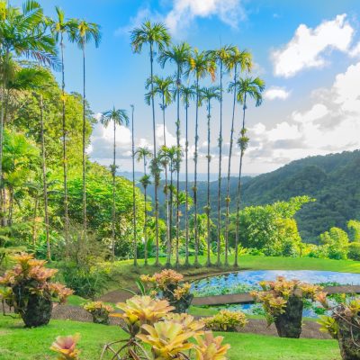 Martinique Jardin de Balata Fort-de-France Parc Naturel Régional de la Martinique
