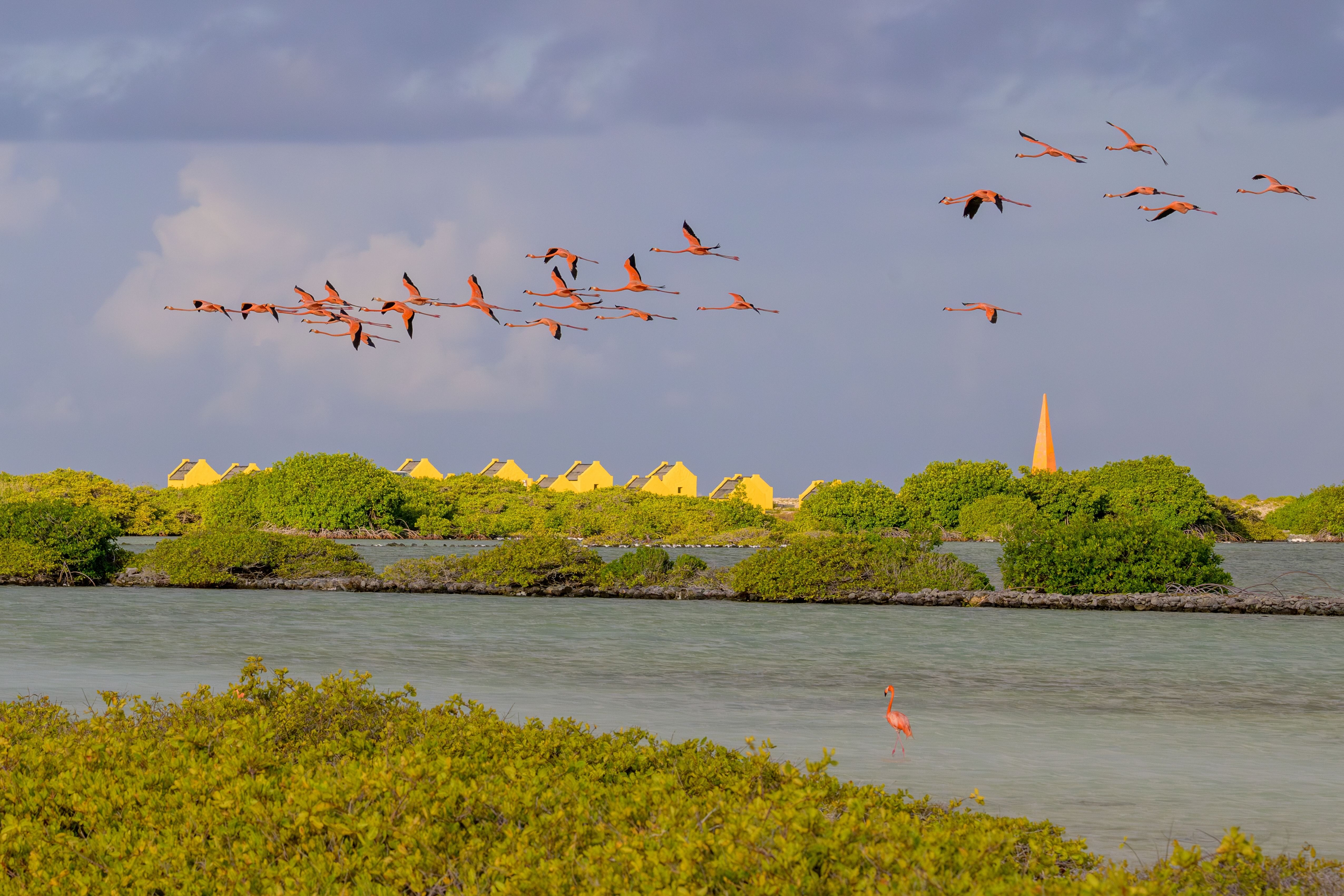 Vakantie Bonaire Pekelmeer flamingo's slavenhutjes rust relaxen op een Caribisch eiland met wildlife