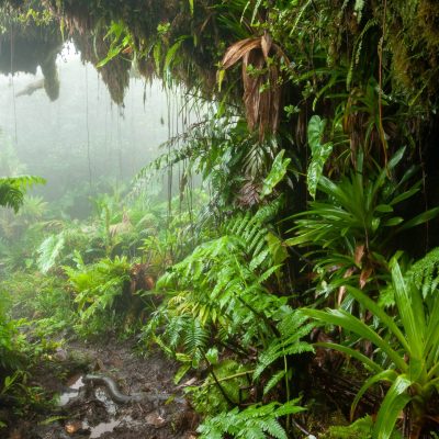 vakantie Saba eiland tropisch regenwoud nevelwoud Mount Scenery