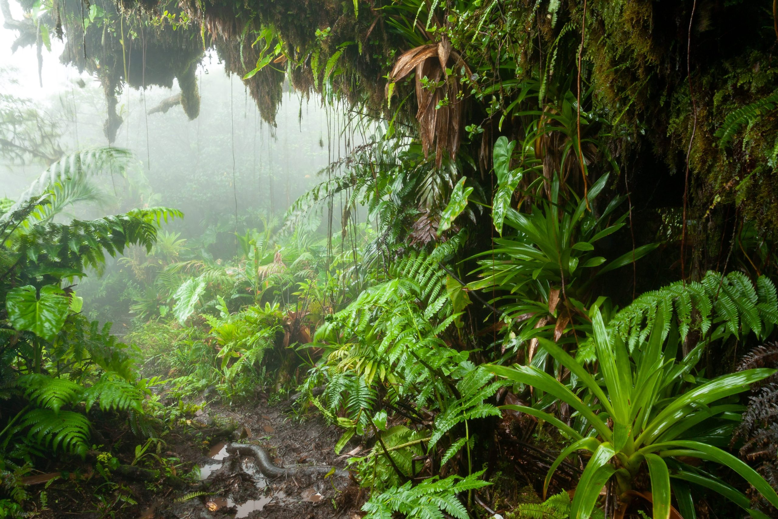 Baytravel reisbestemming Saba