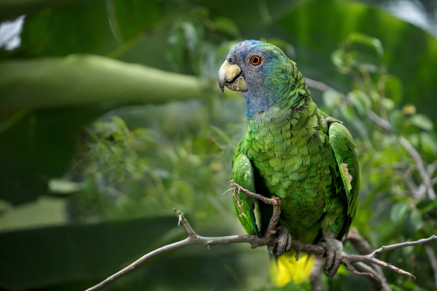 Jaco parrot op Dominica in Morne Diablotins National Park