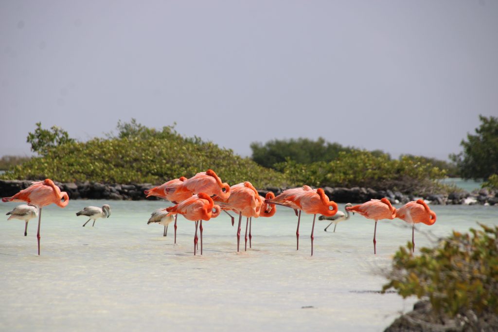Flamingo's op Bonaire
