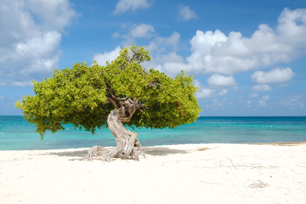 Fofoti boom op strand Eagle Beach op eiland Aruba